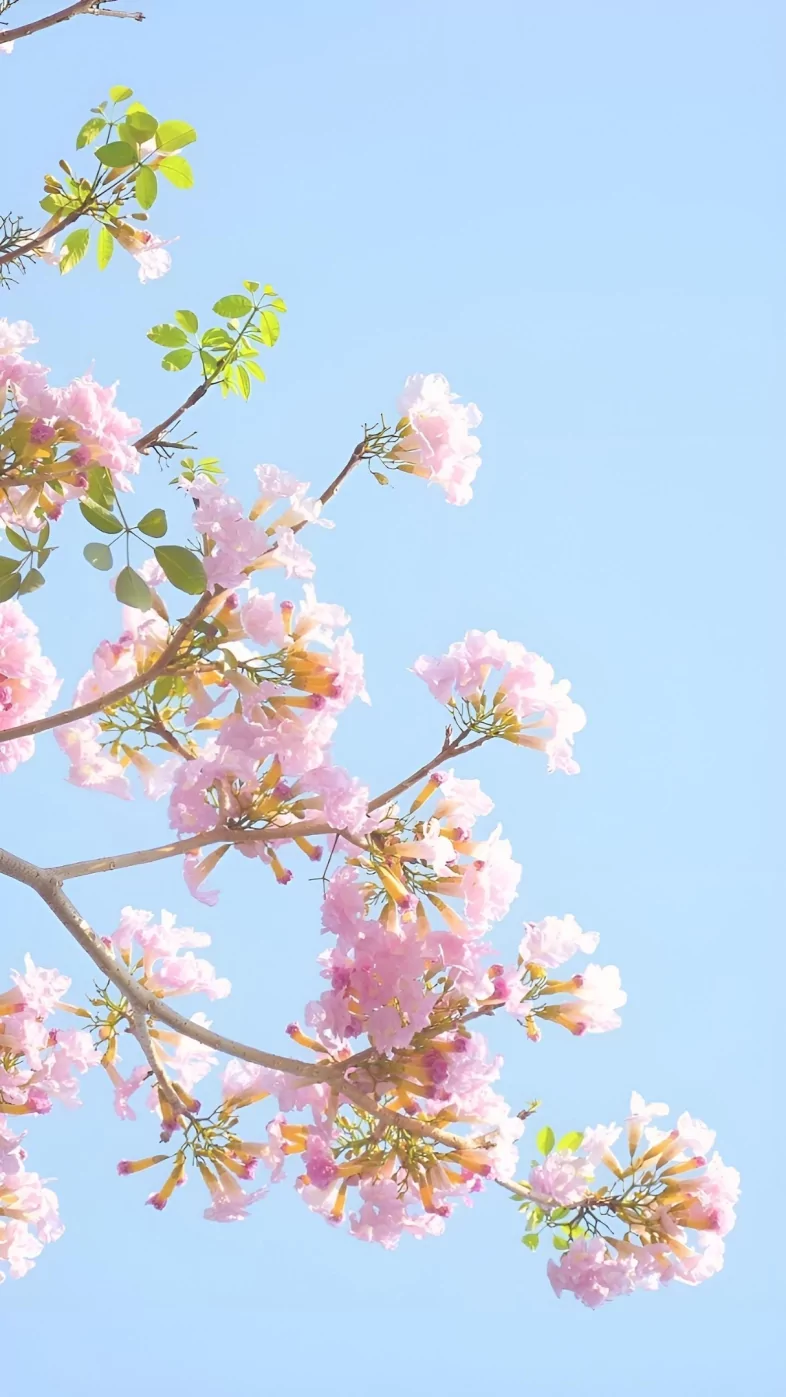 Aesthetic Flower wallpaper