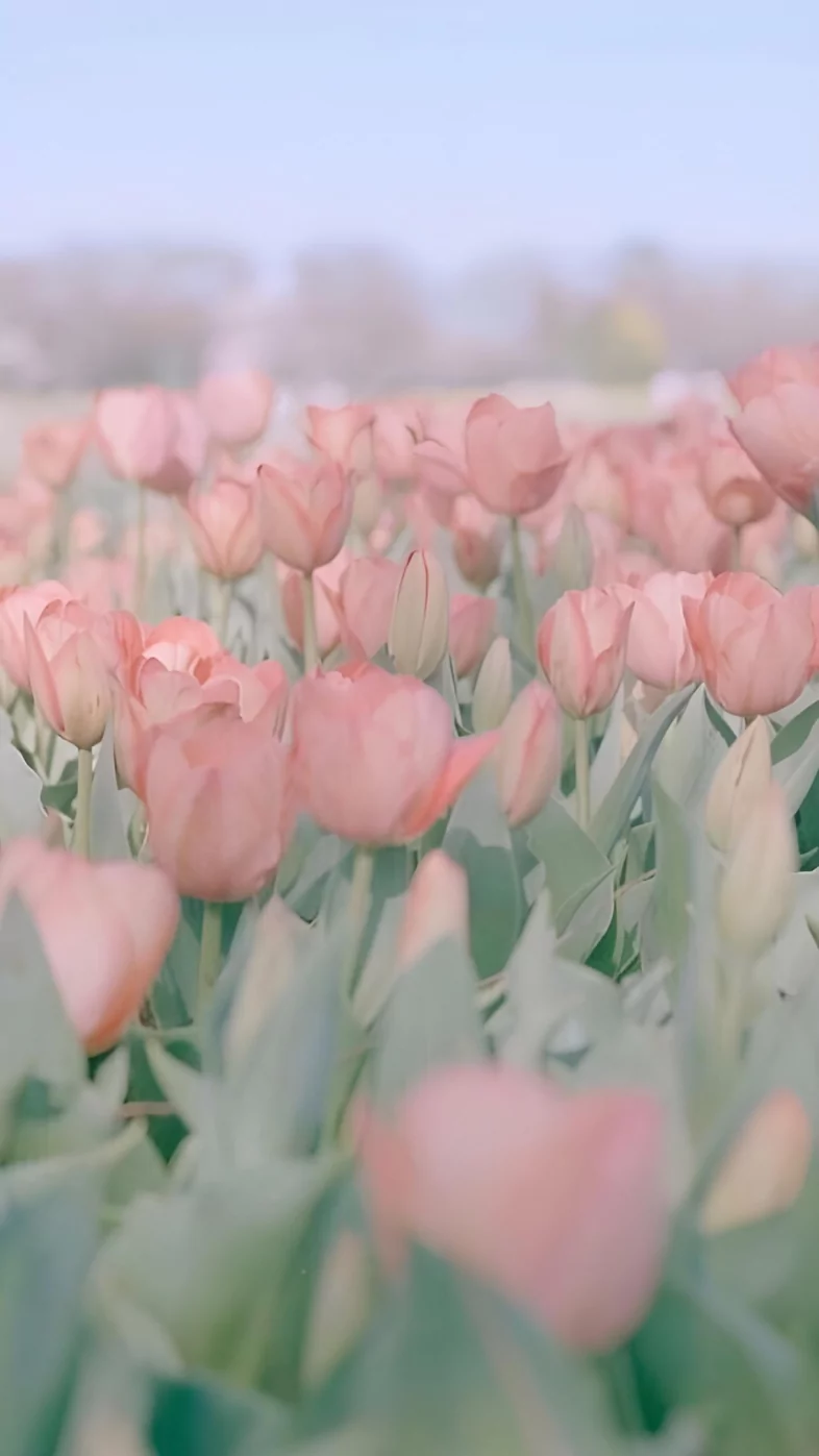 Aesthetic Pink Flower wallpaper