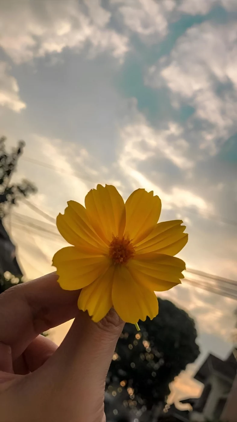 Aesthetic yellow Flower wallpaper
