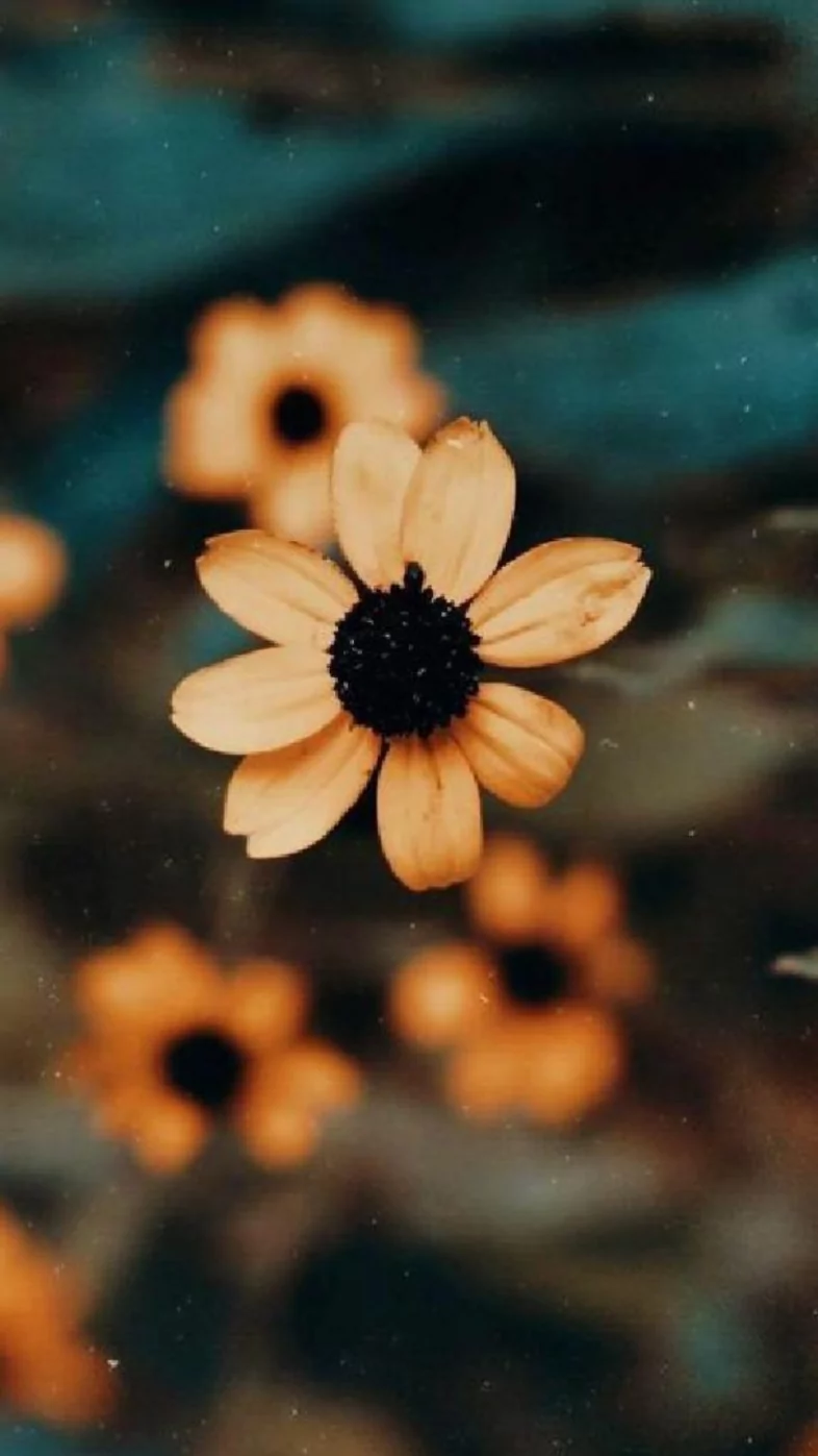 Aesthetic yellow Flower wallpaper