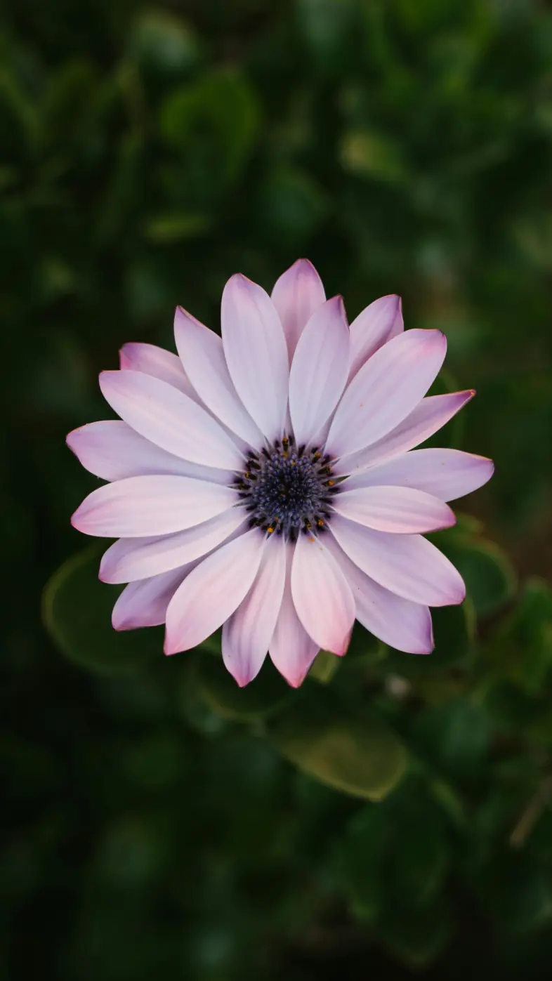 Beautiful flower wallpaper