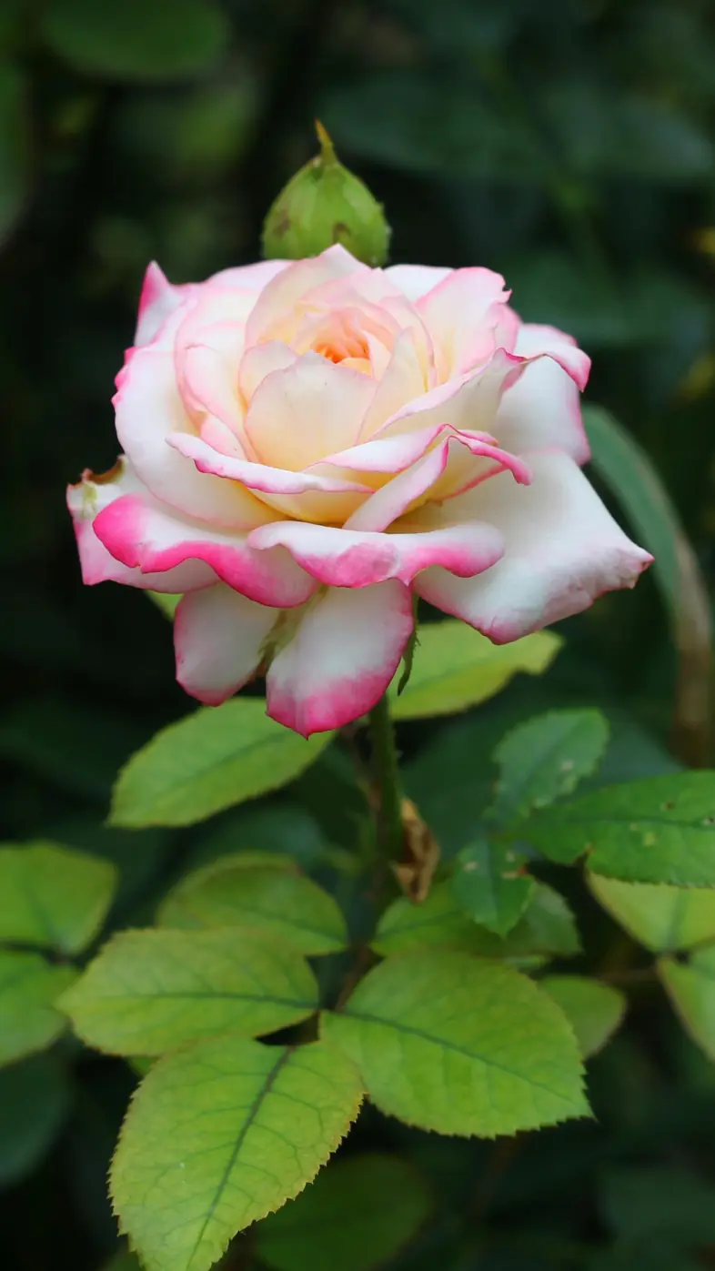Beautiful flower wallpaper