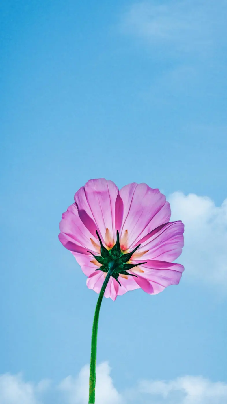 Beautiful flower wallpaper