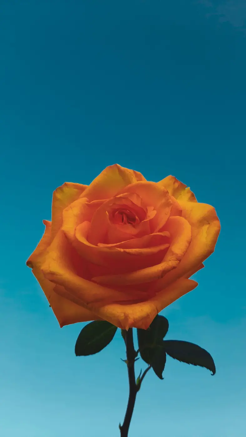 Beautiful flower wallpaper