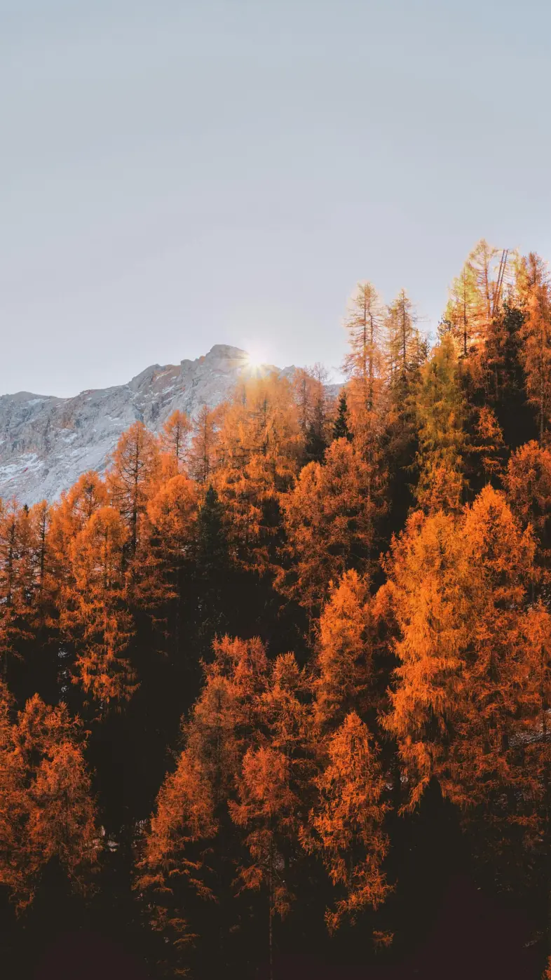 Beautiful nature wallpaper