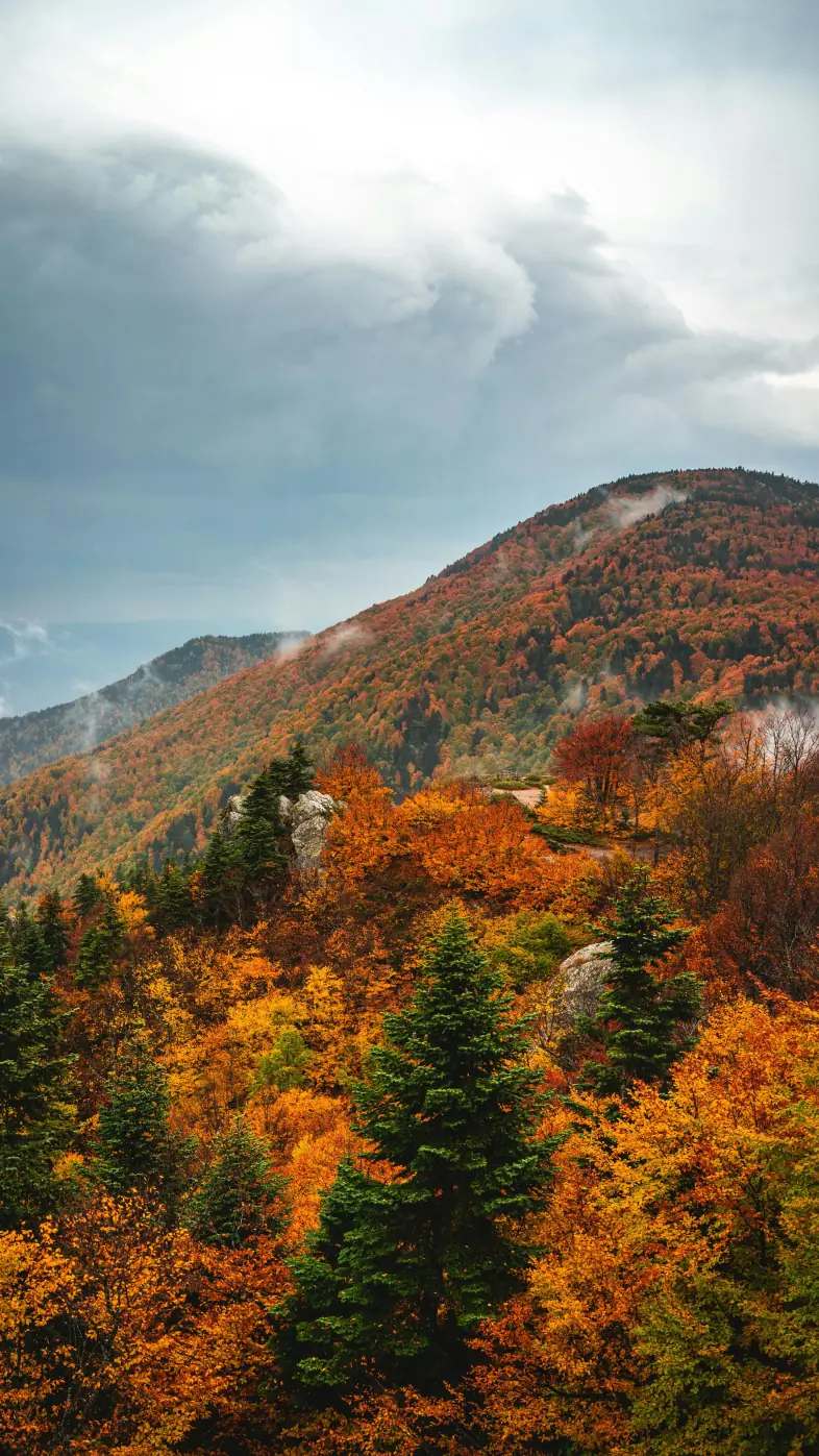 Beautiful nature wallpaper