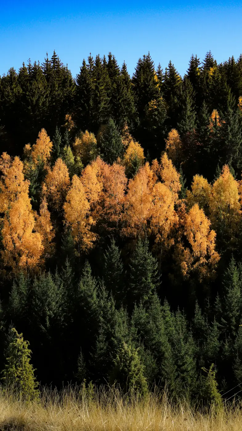 Beautiful nature wallpaper