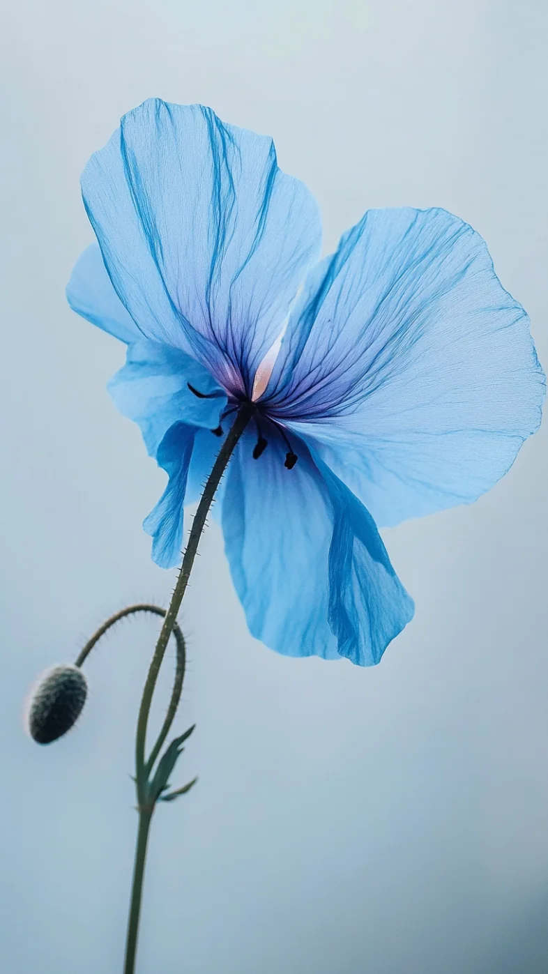 Blue Poppy flower wallpaper