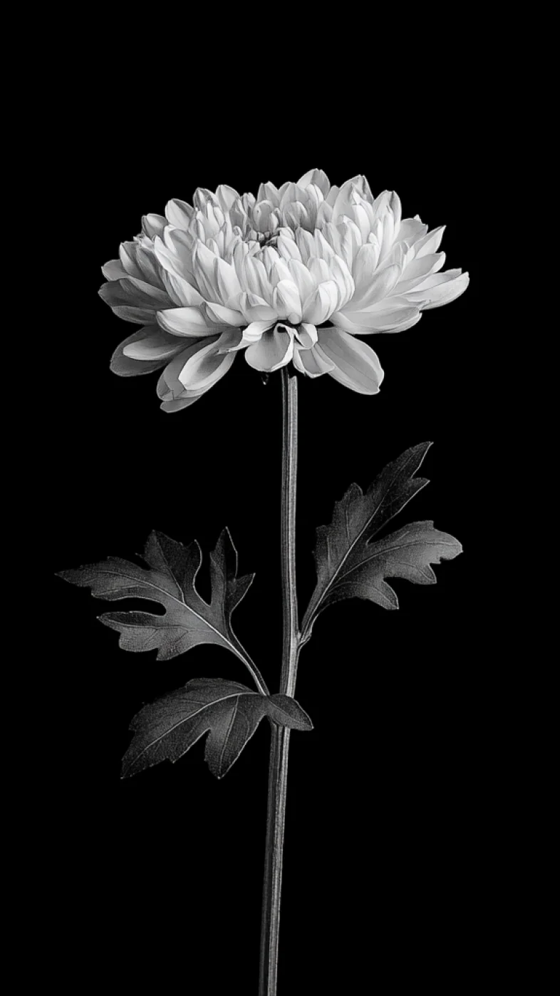 Chrysanthemum  White  black background wallpaper