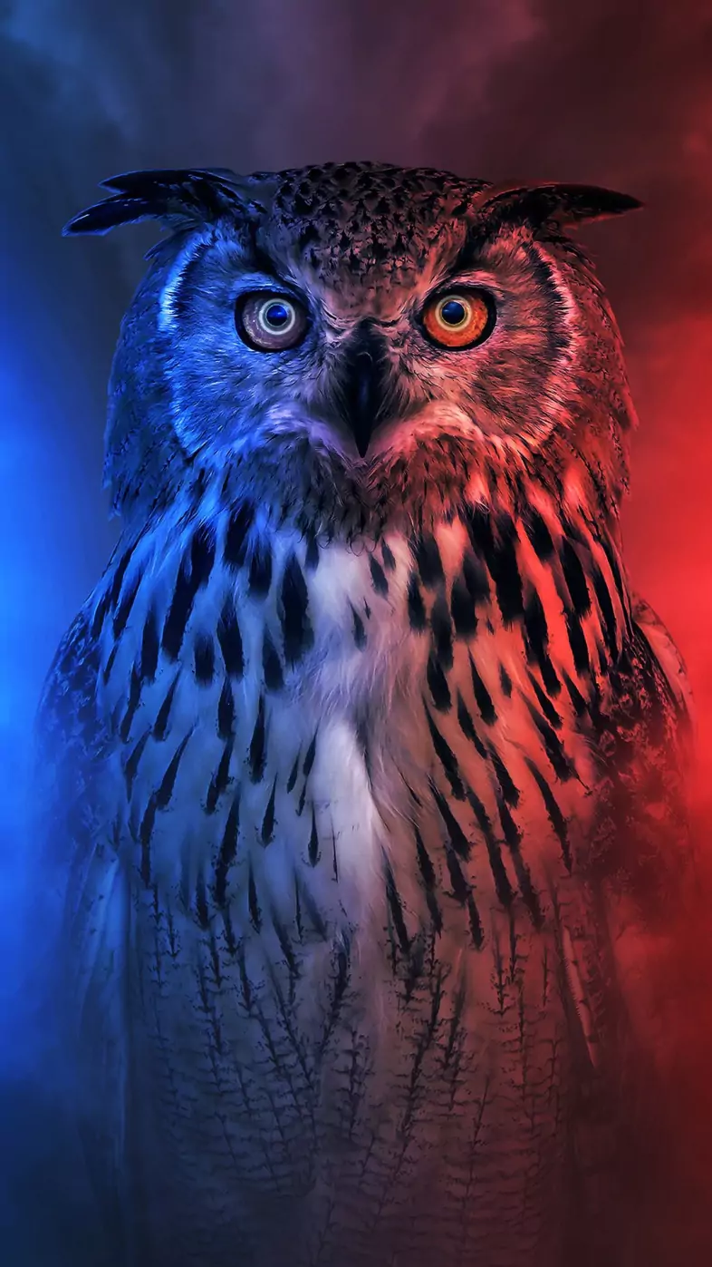Eagle wallpaper