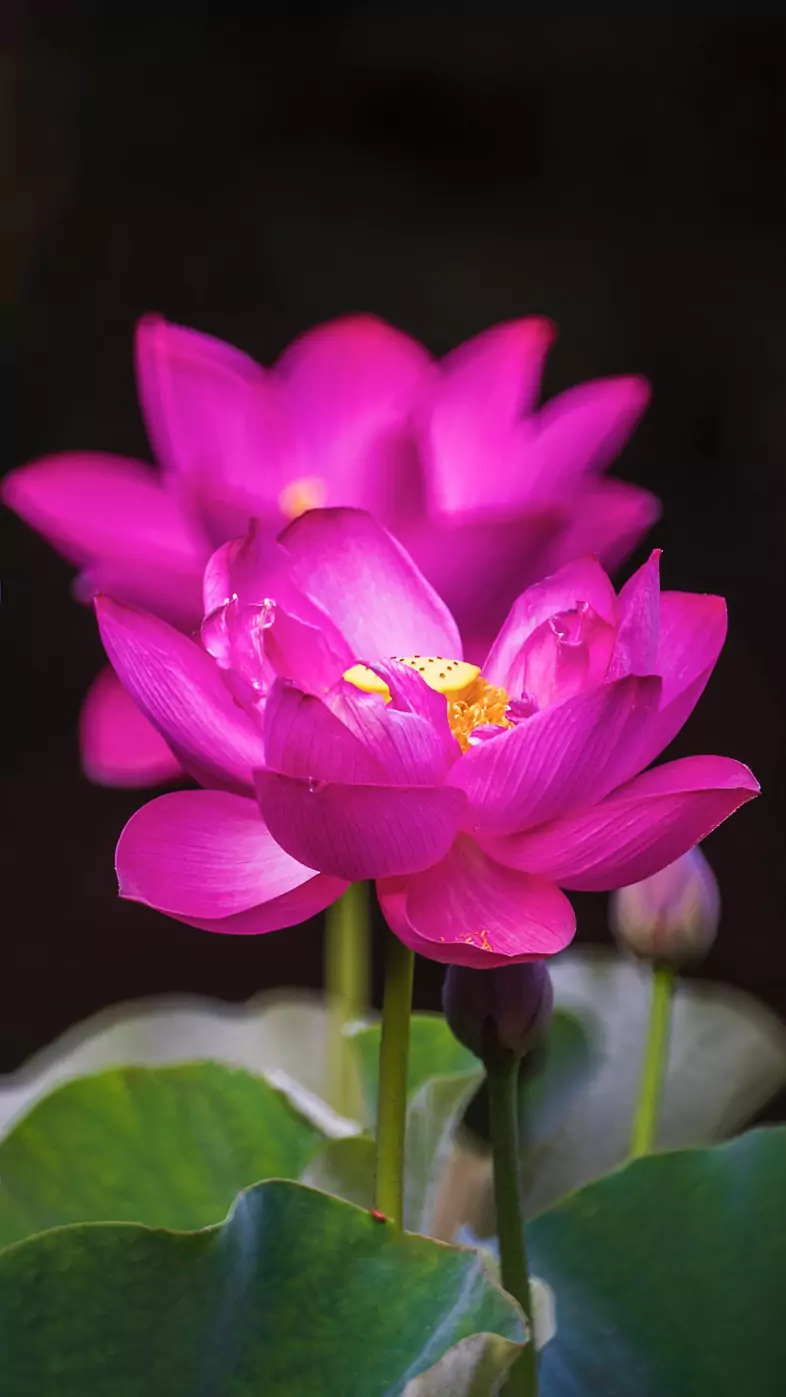 FLOWER wallpaper