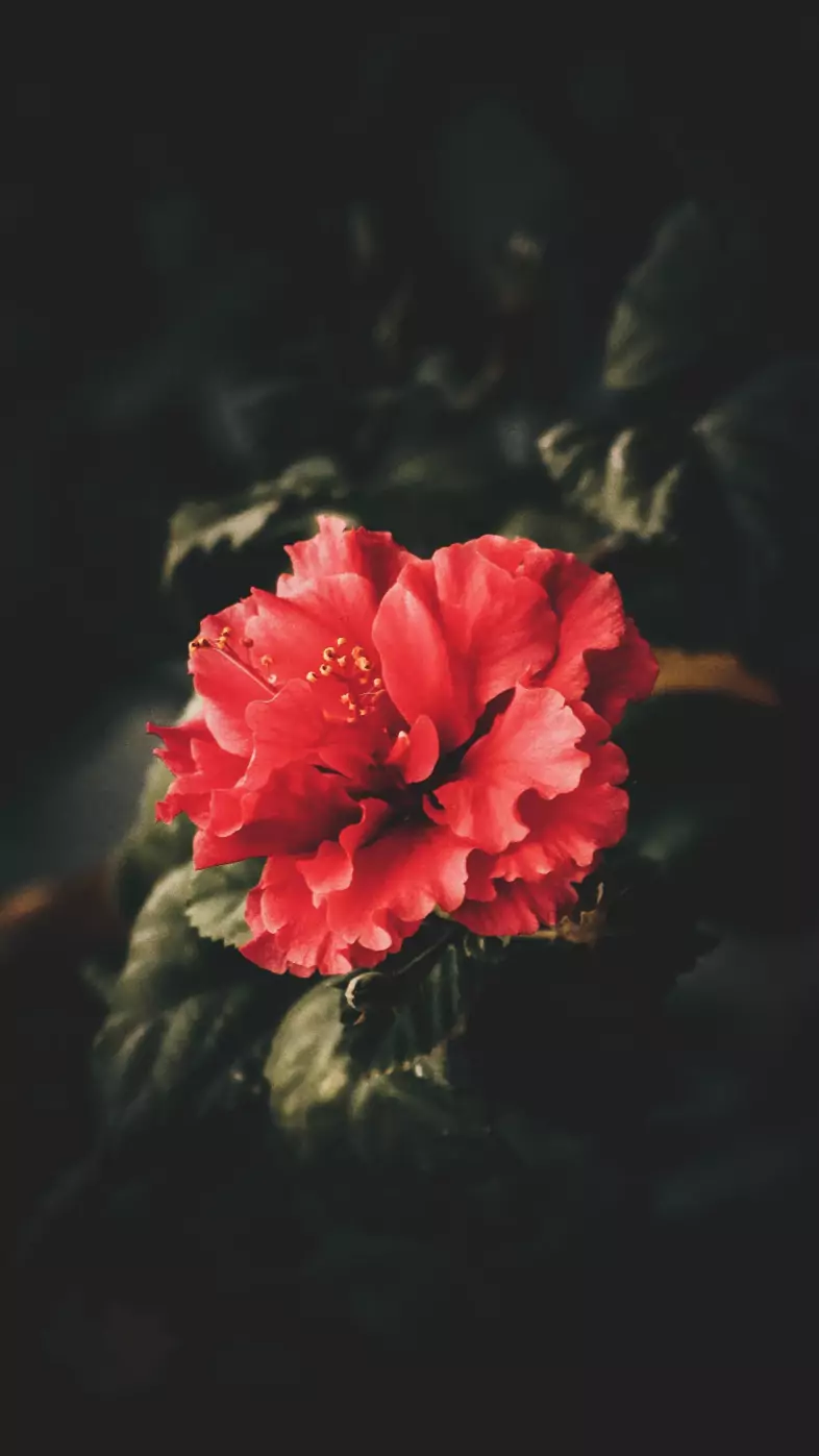 Flowers  wallpaper