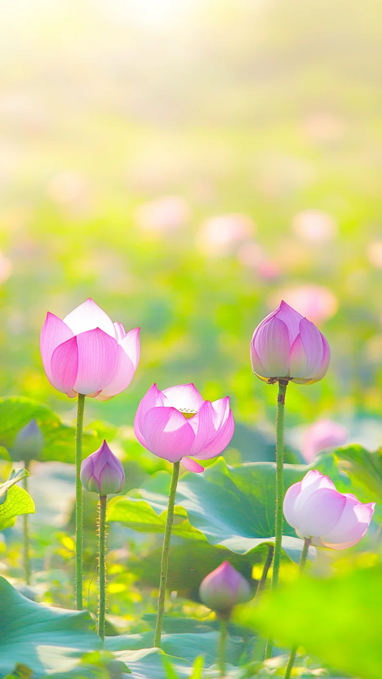 Lotus flower wallpaper