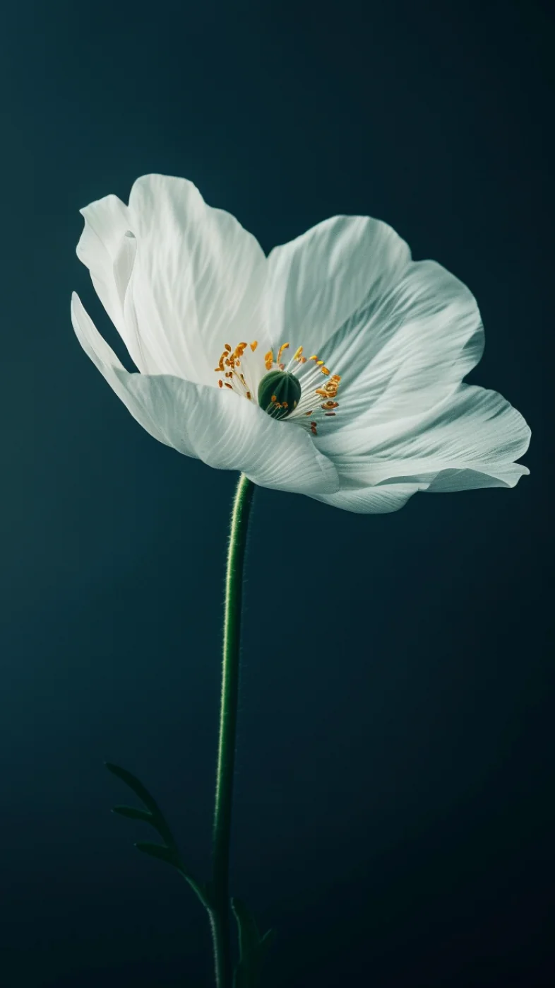 Minimalist flower wallpaper