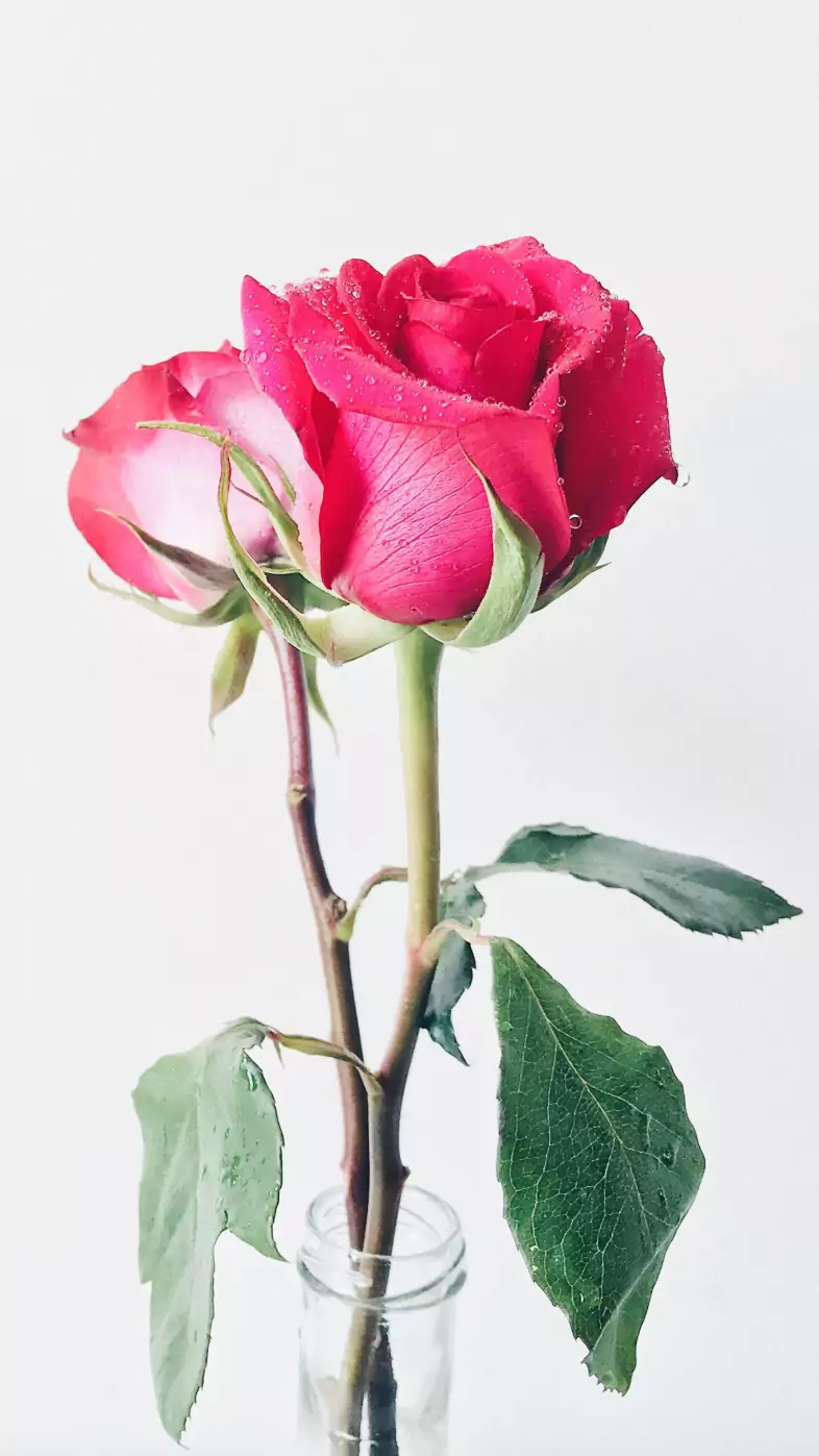 Red Rose wallpaper
