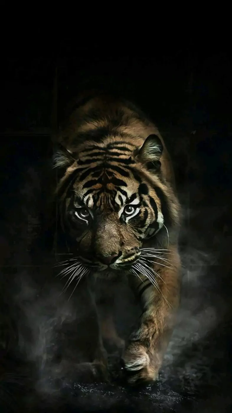 Tiger  wallpaper