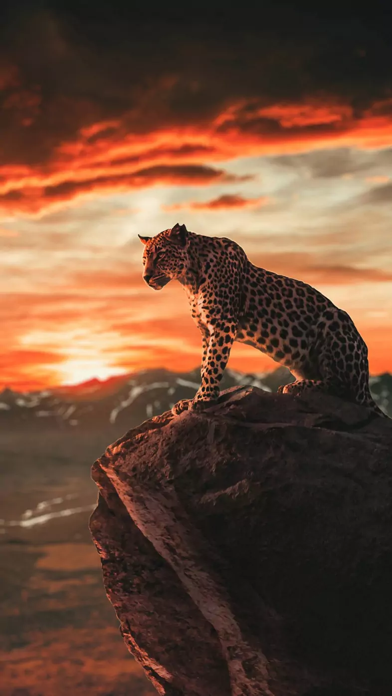 Tiger  wallpaper