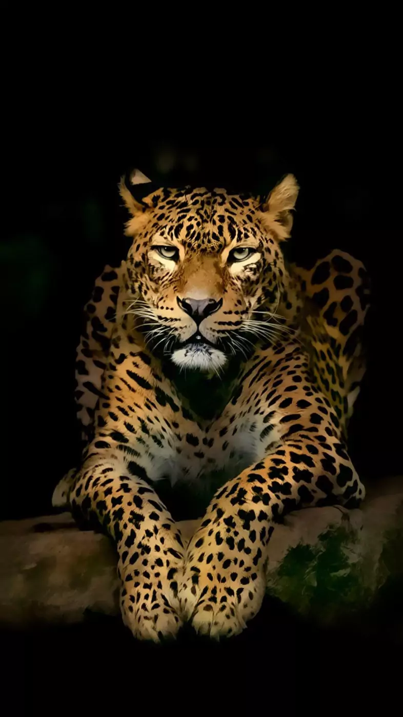 Tiger  wallpaper