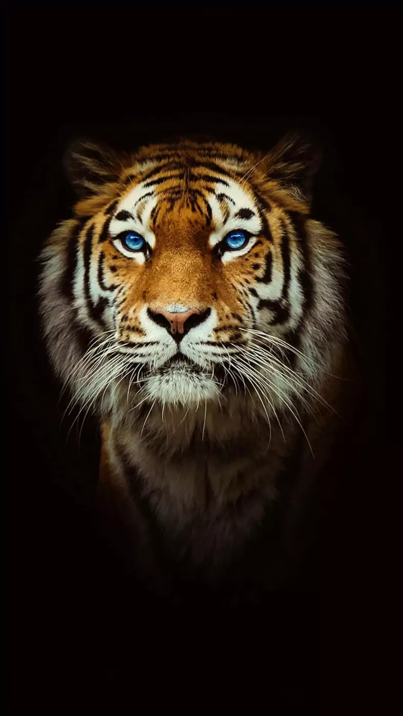 Tiger  wallpaper