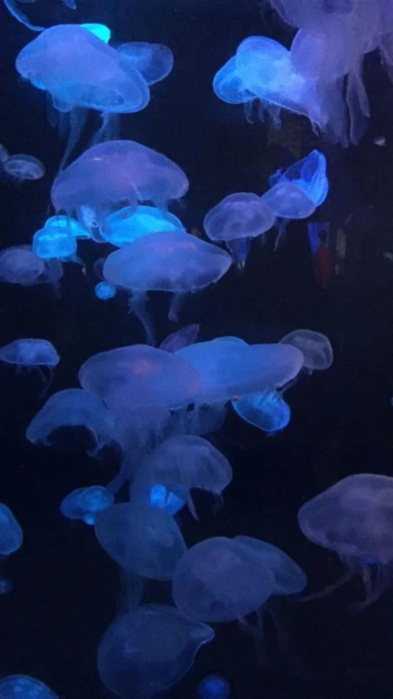 aesthetic bule jellyfish wallpaper