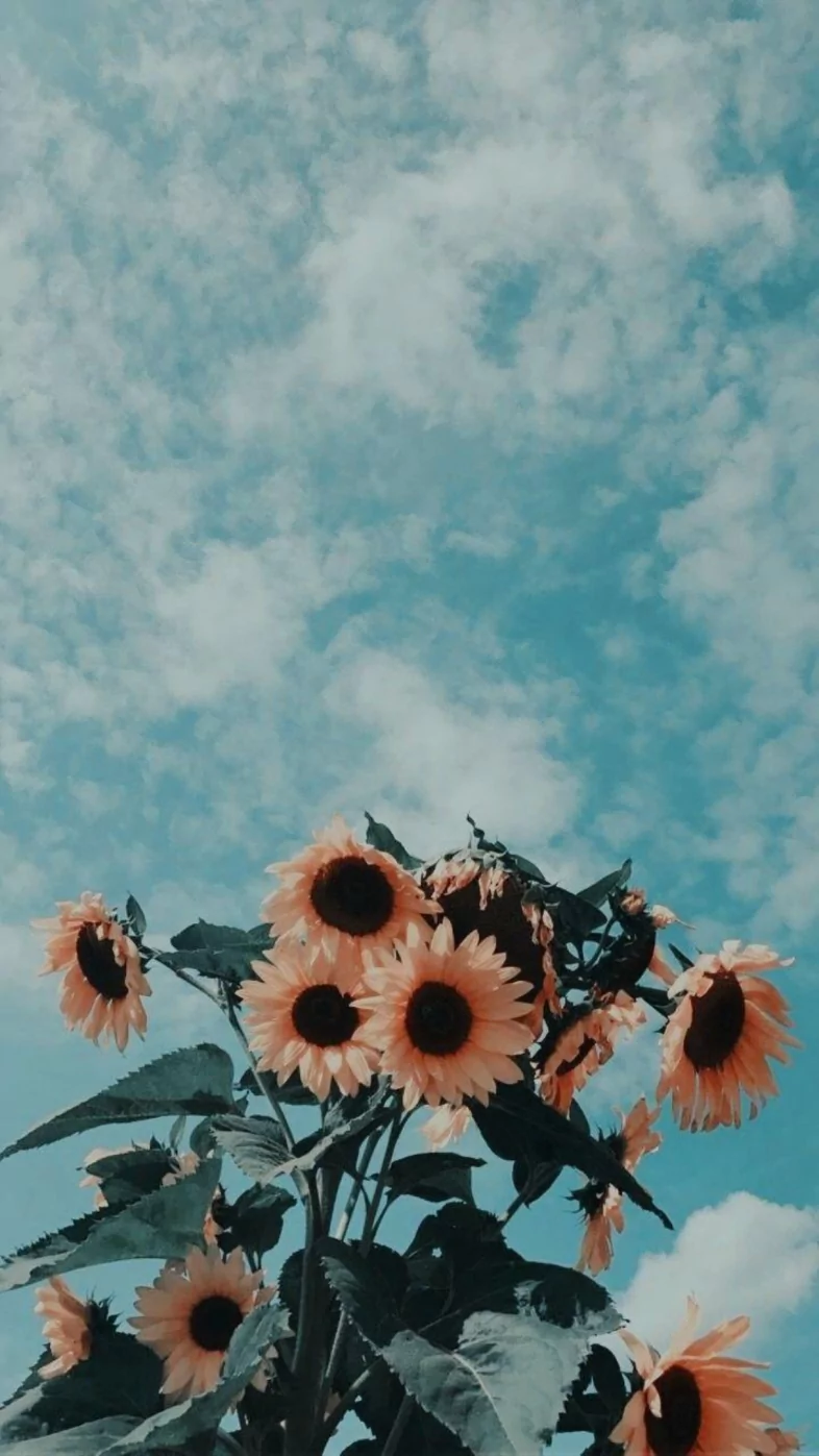aesthetic sunflower wallpaper