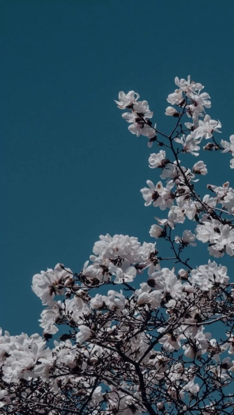 aesthetic white flower wallpaper