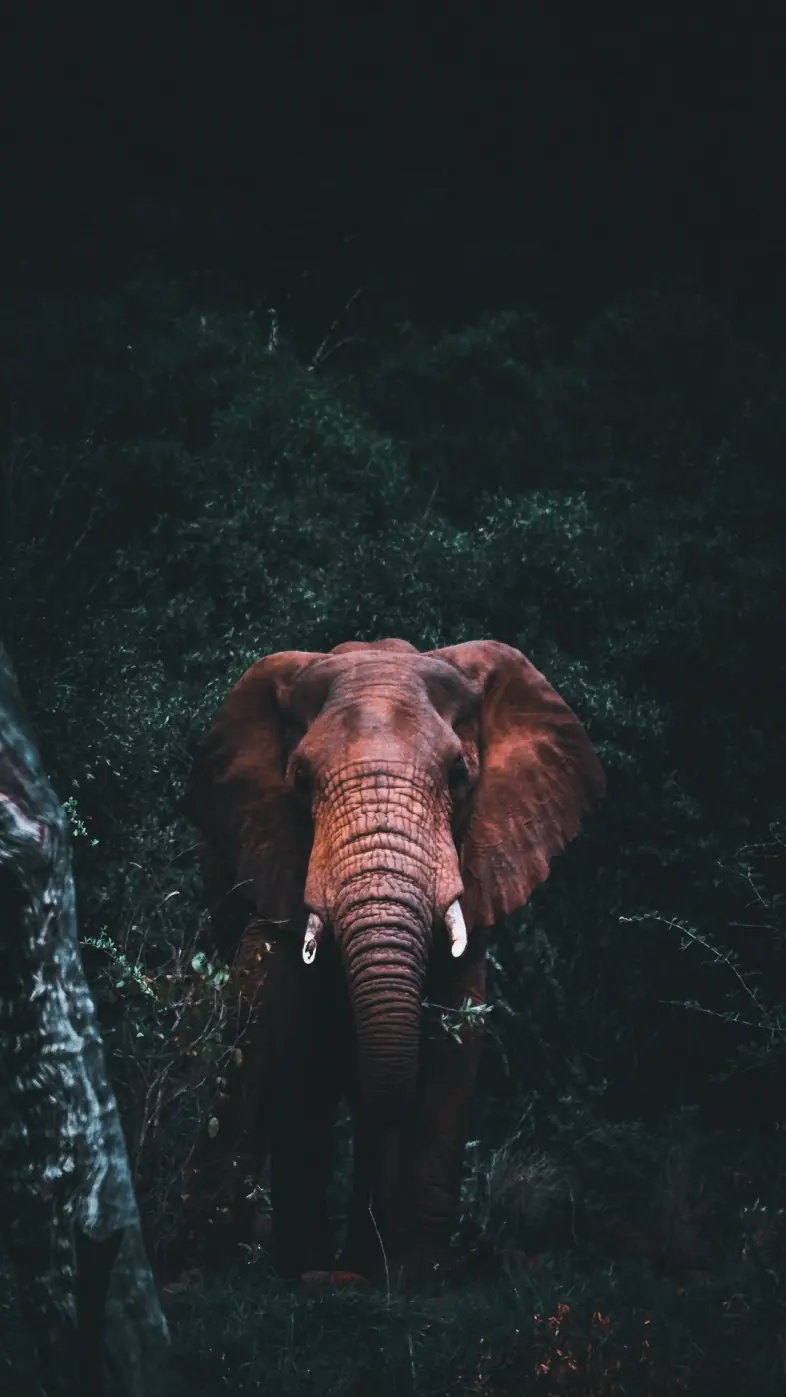 african elephant wallpaper