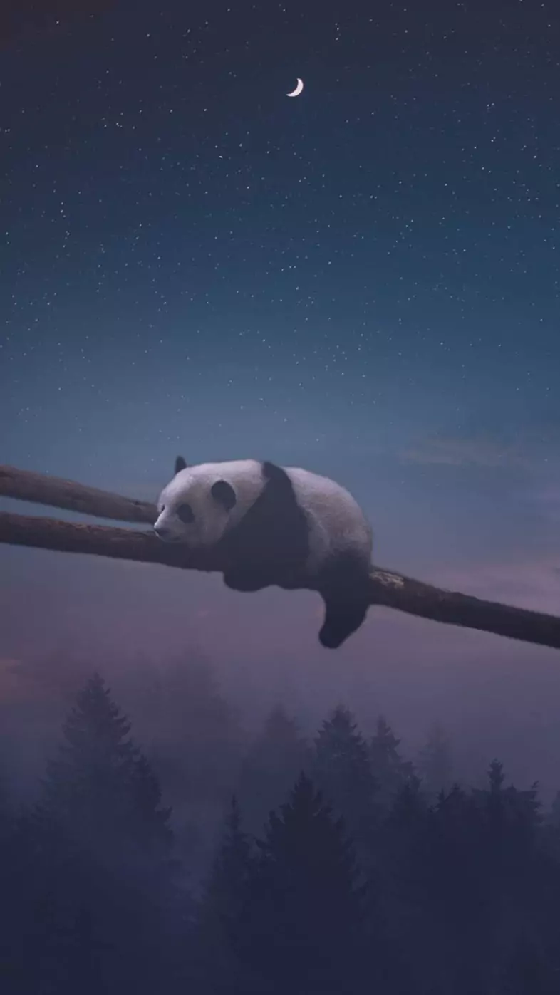 alone panda wallpaper