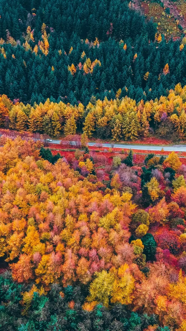 autumn forest aerial view wallpaper