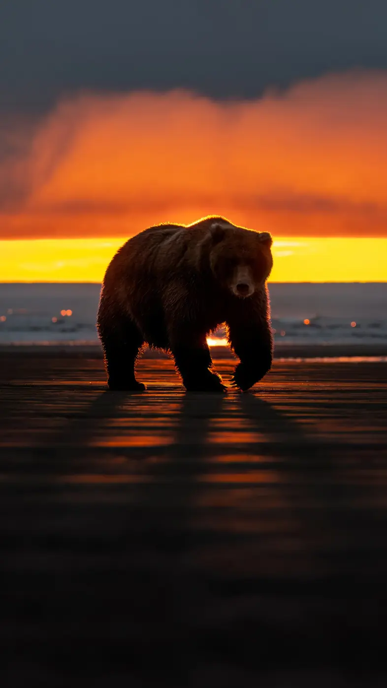 bear wallpaper