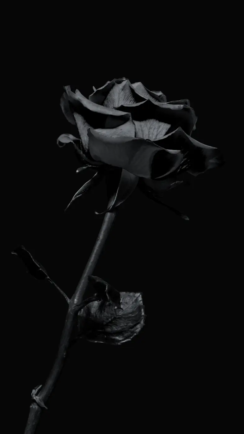 black rose wallpaper
