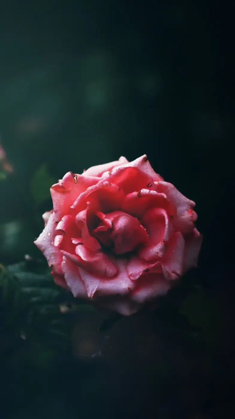 cabbage rose petal wallpaper