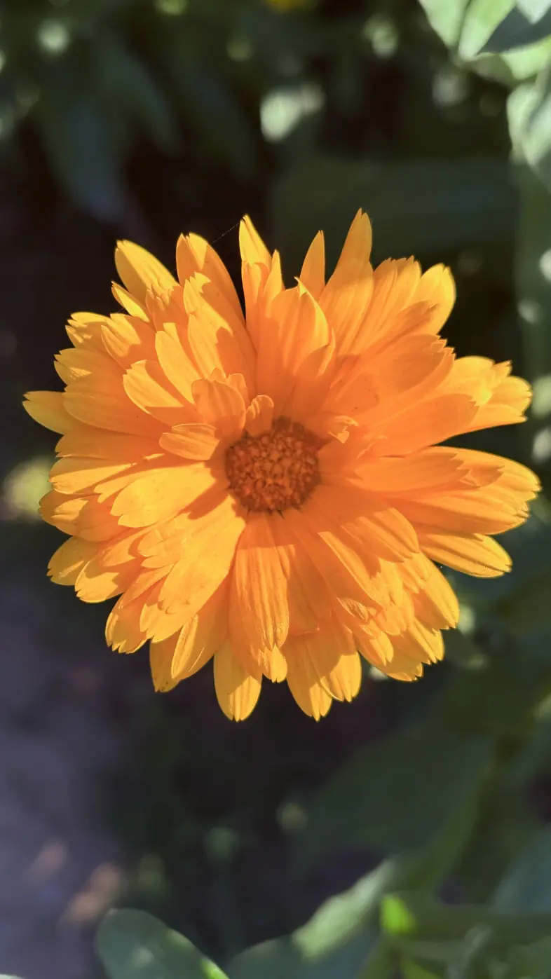 calendula flower yellow macro wallpaper