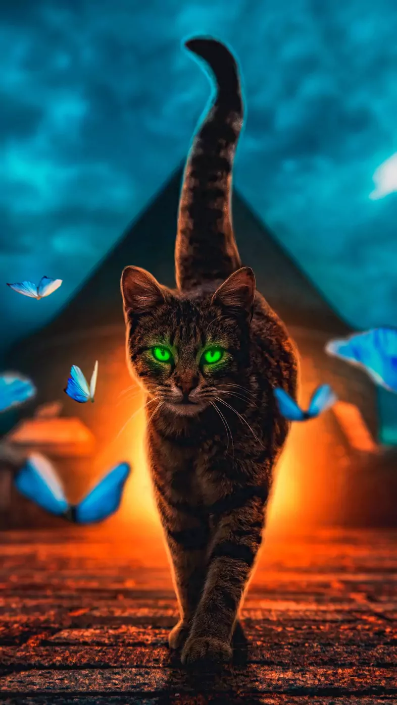 cat magical walk wallpaper