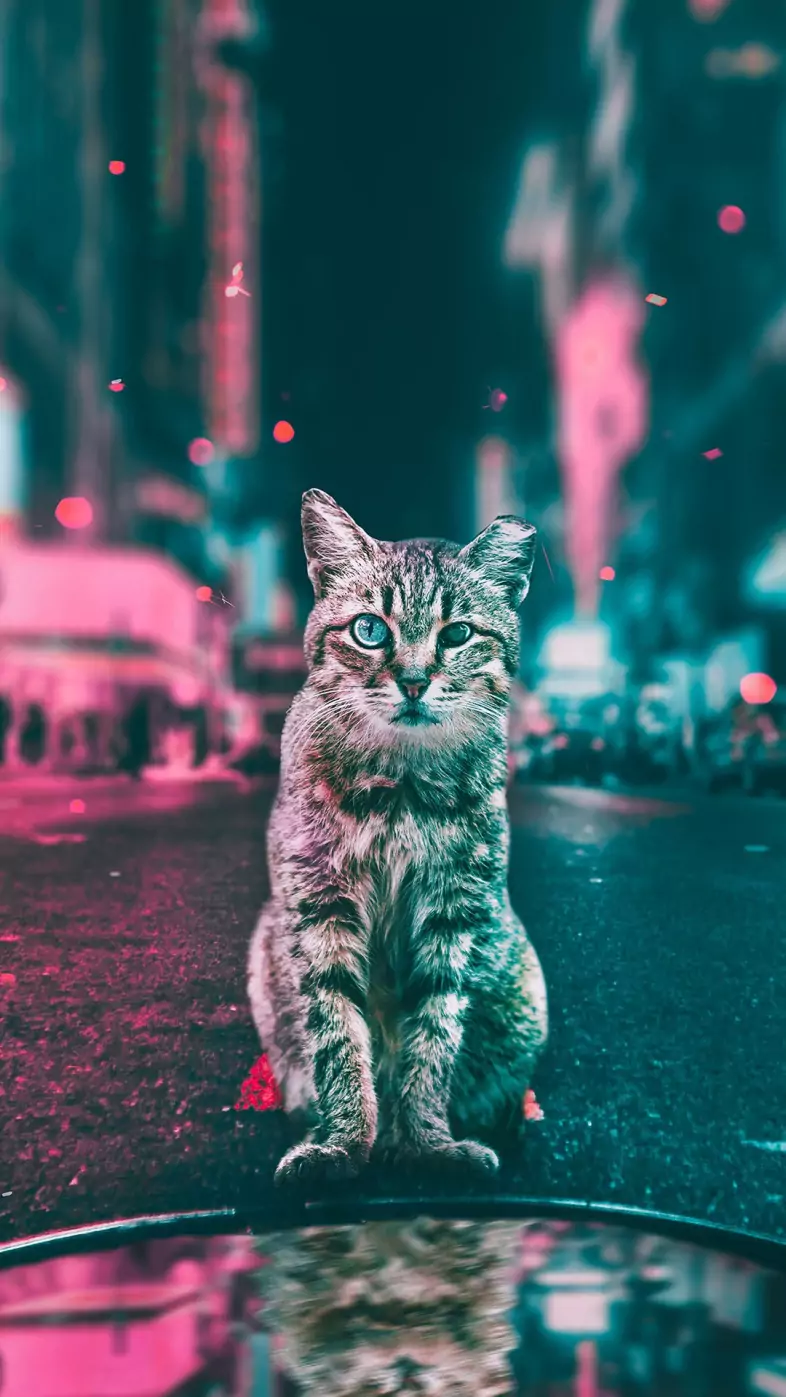 cat road lights wallpaper