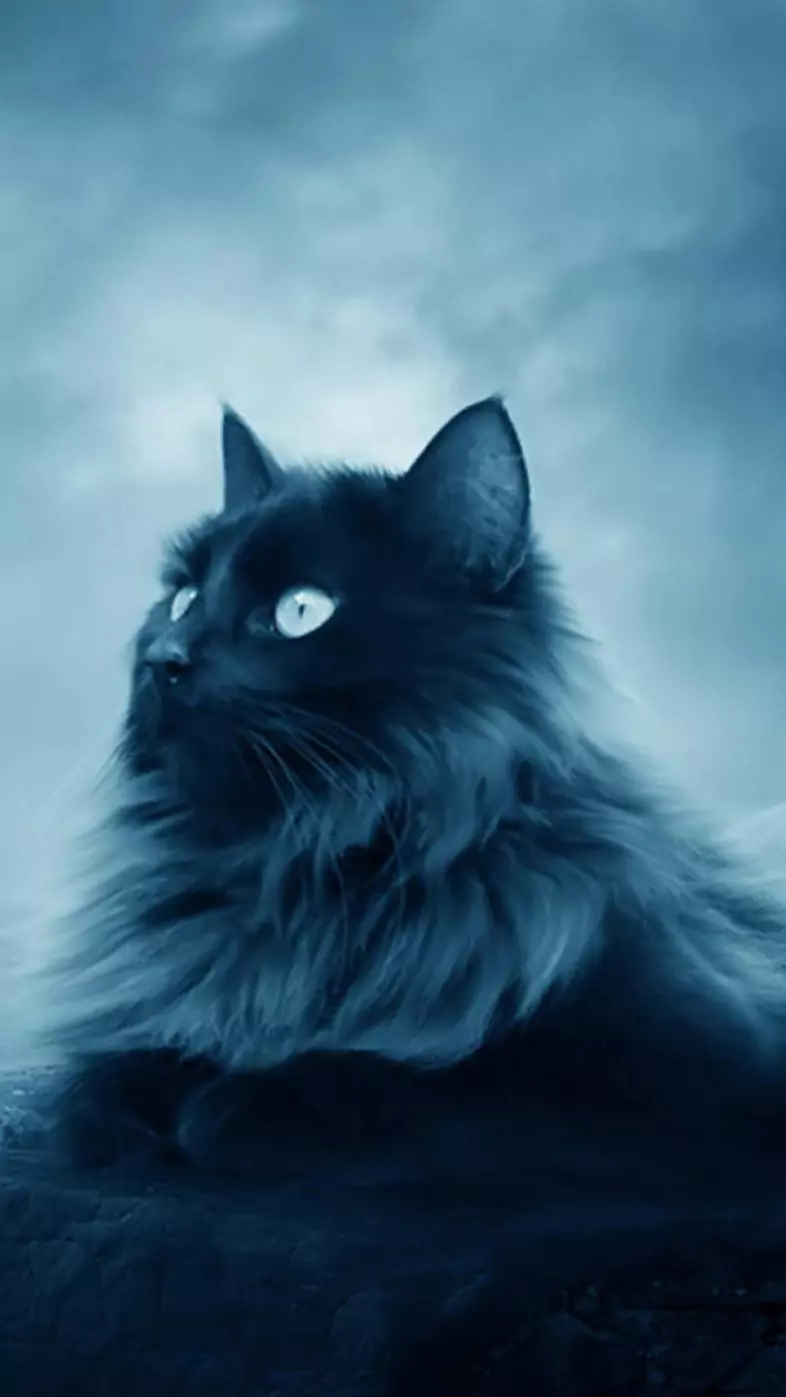 cat sitting on rock stone dramatic wallpaper
