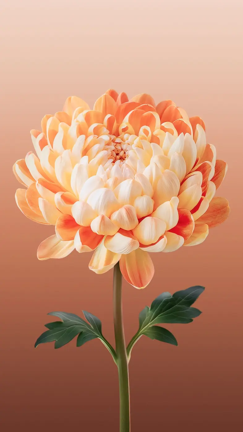 chrysanthemum flower wallpaper