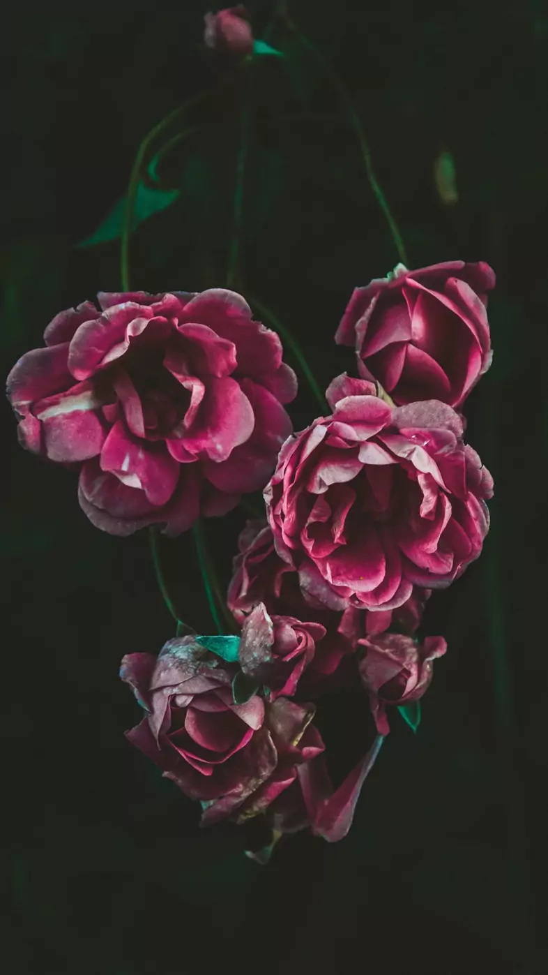 dark flower wallpaper