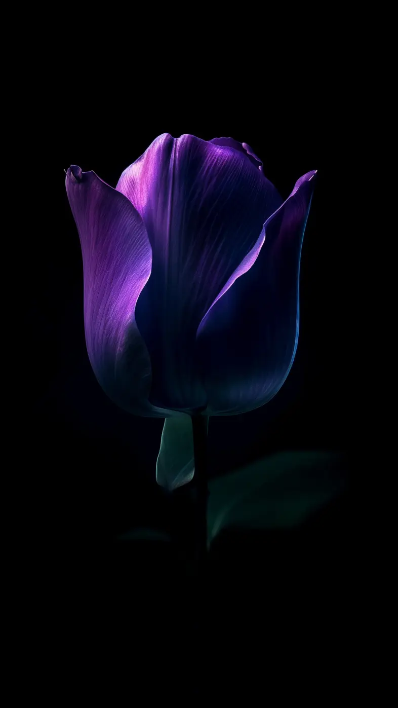  dark purple tulip flower  wallpaper