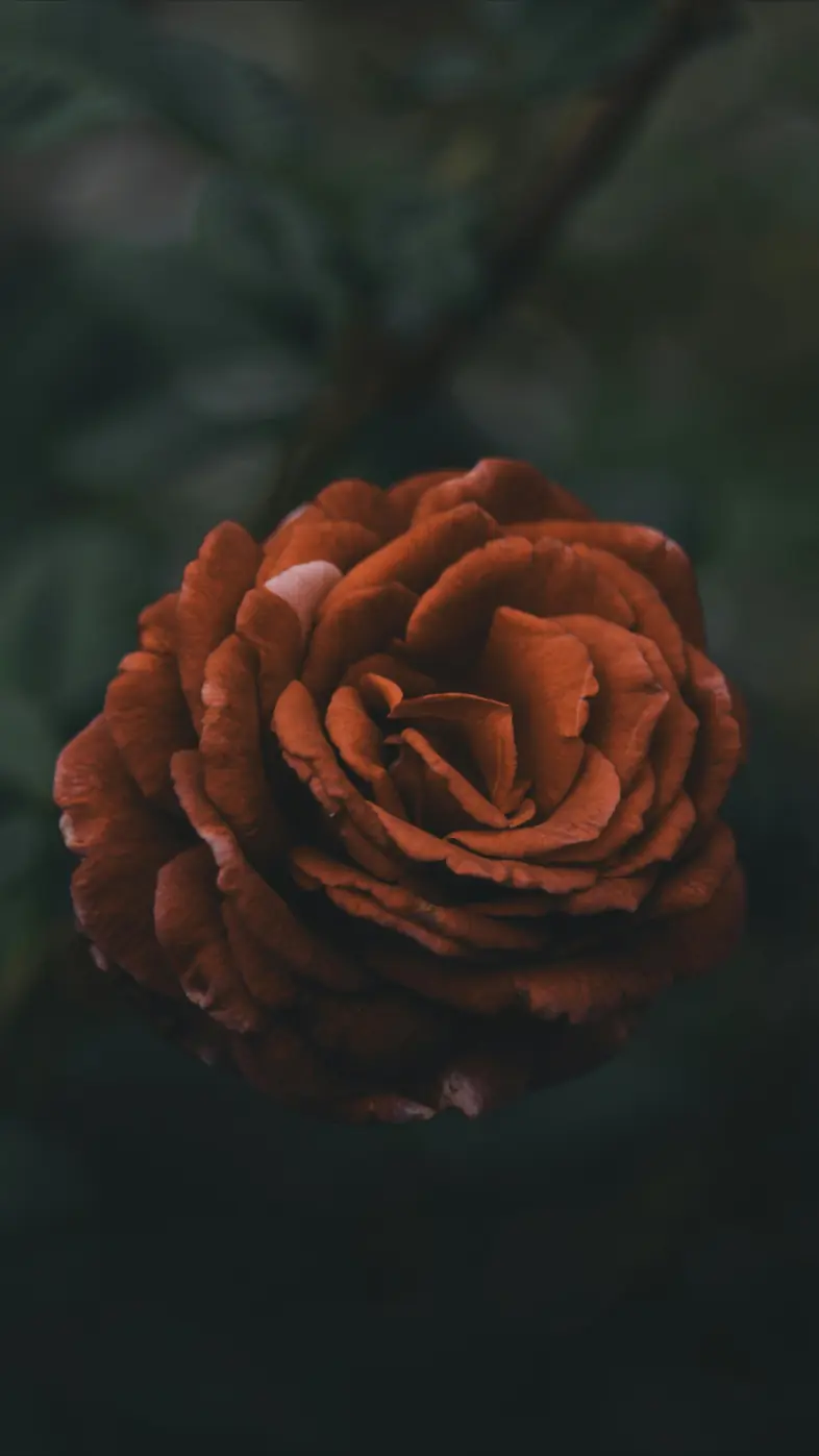 dark rose wallpaper