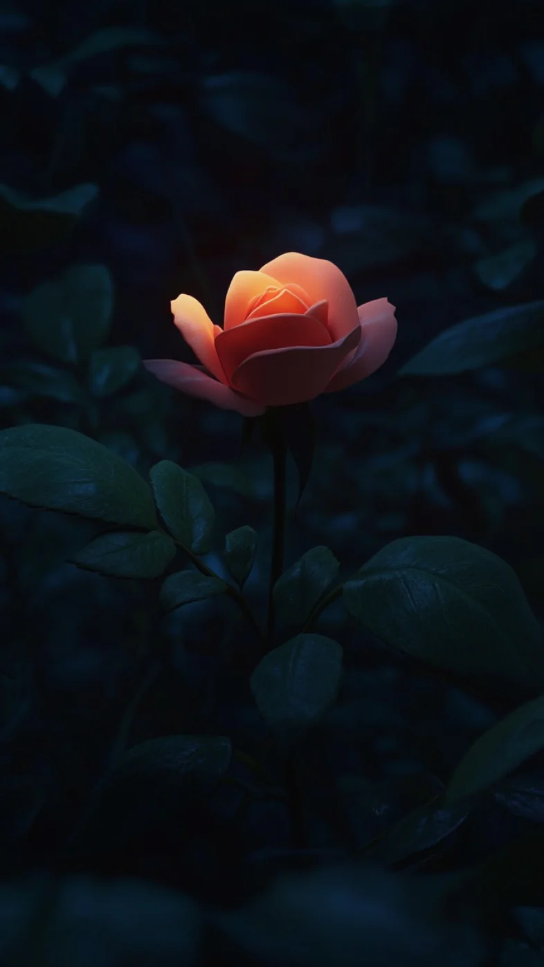 dark rose wallpaper