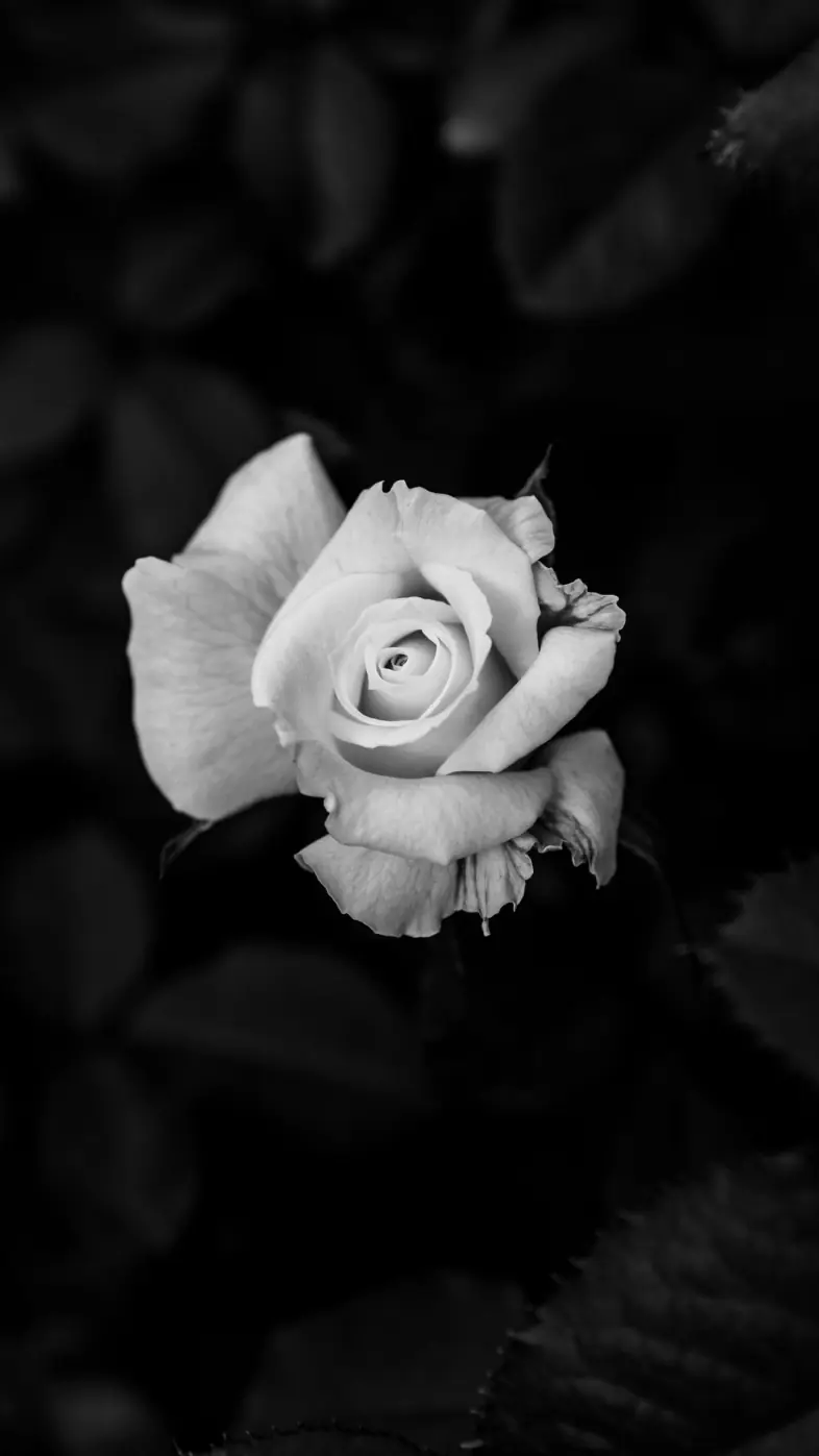 dark white rose wallpaper
