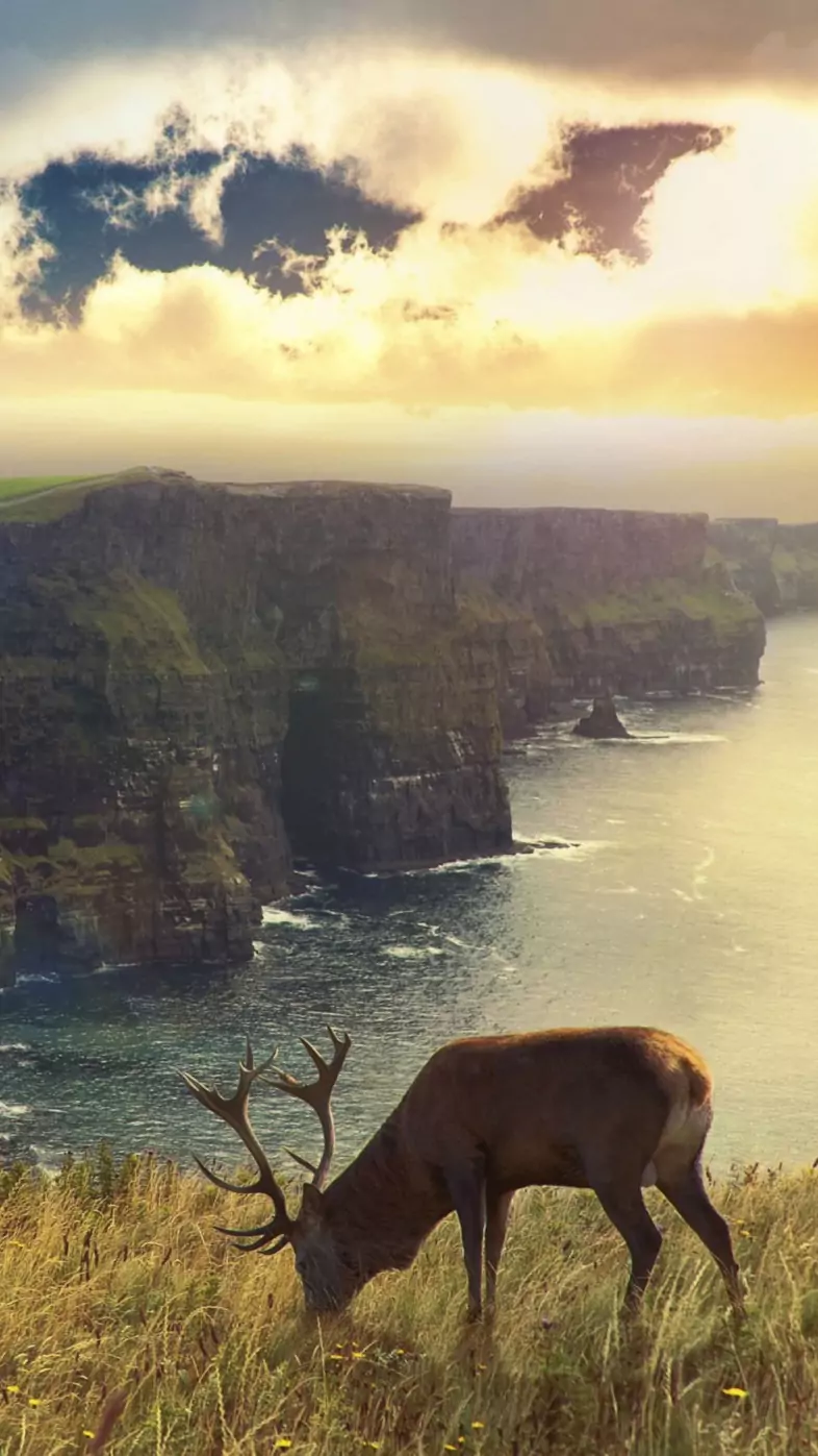 deer fantasy nature manipulation wallpaper