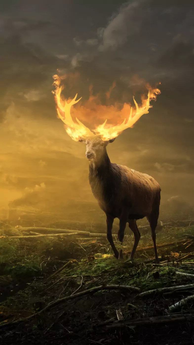 deer with burning horns  wallpaper