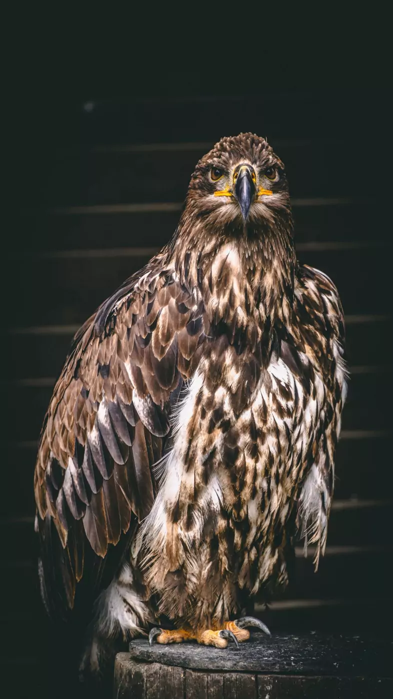 falcon bird predator wallpaper