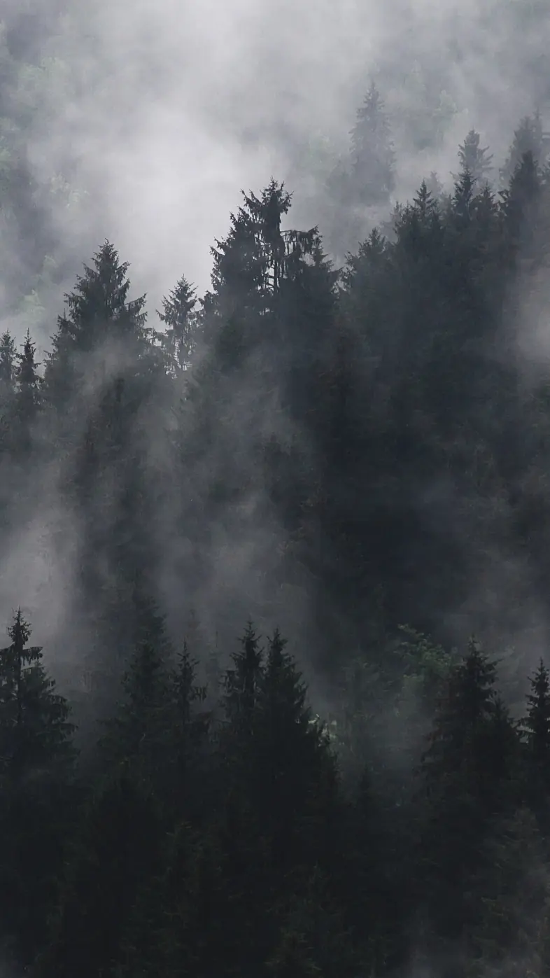 fir trees wallpaper