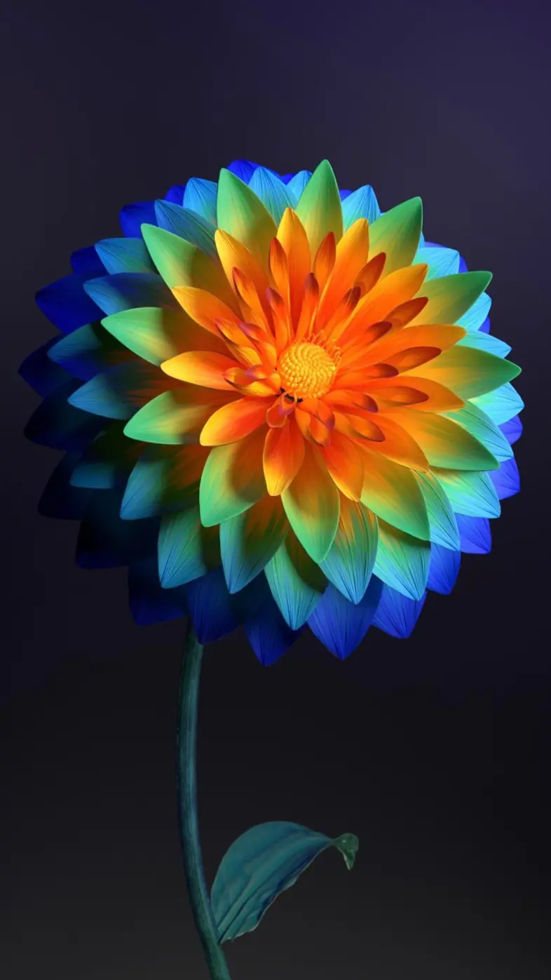 flora flower plant petal wallpaper