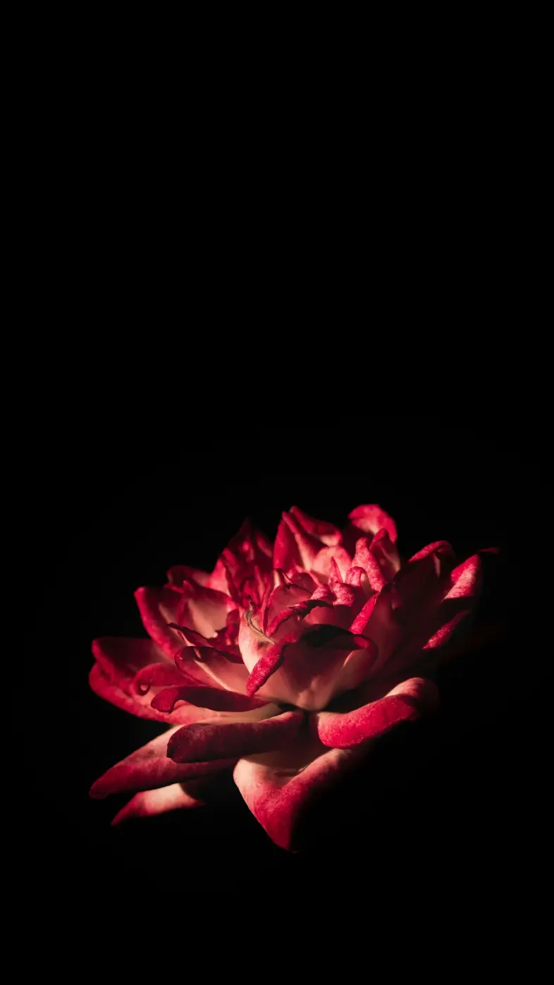flower wallpaper