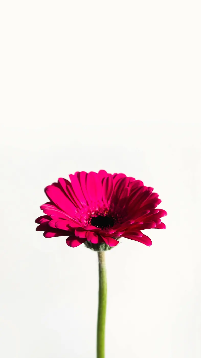 flower wallpaper
