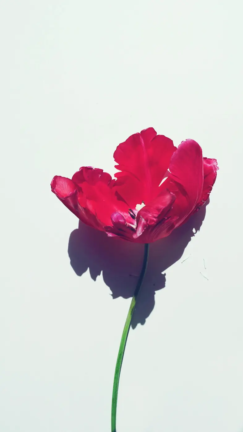 flower wallpaper